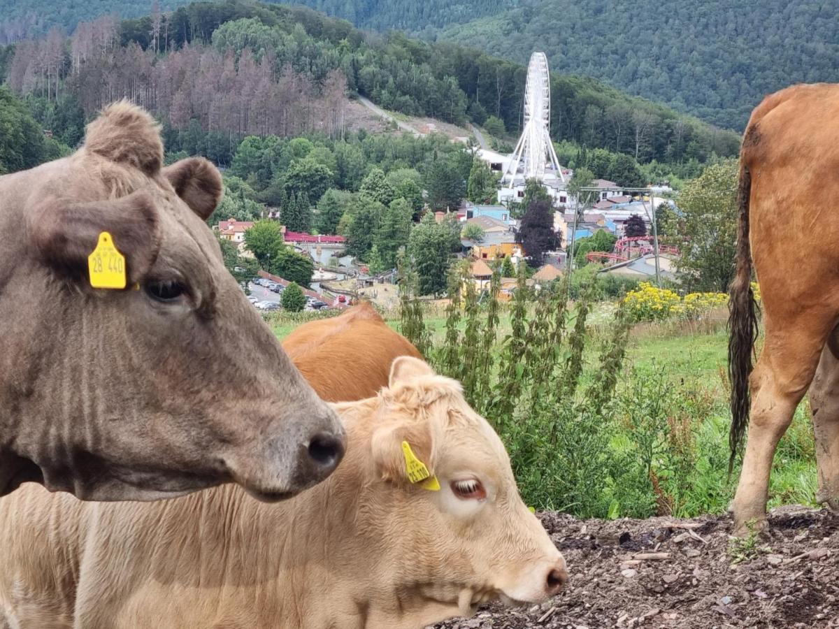 Ferienhaus Mit Ausblick Brilon Extérieur photo